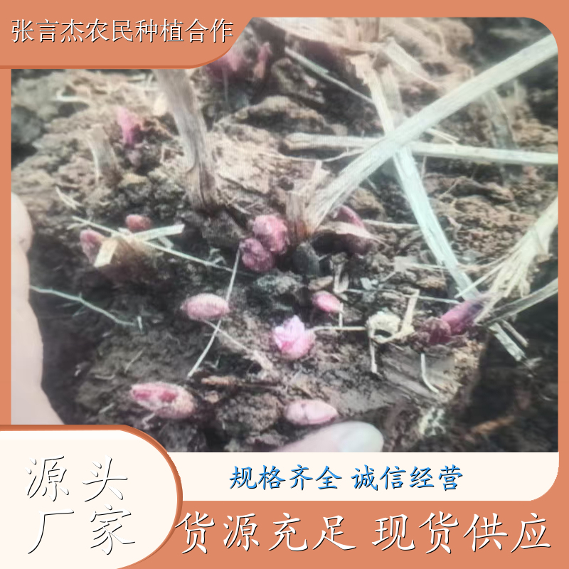 白芍芽 白芍芽种植基地 栽培技术优良 白芍芽的种植技术