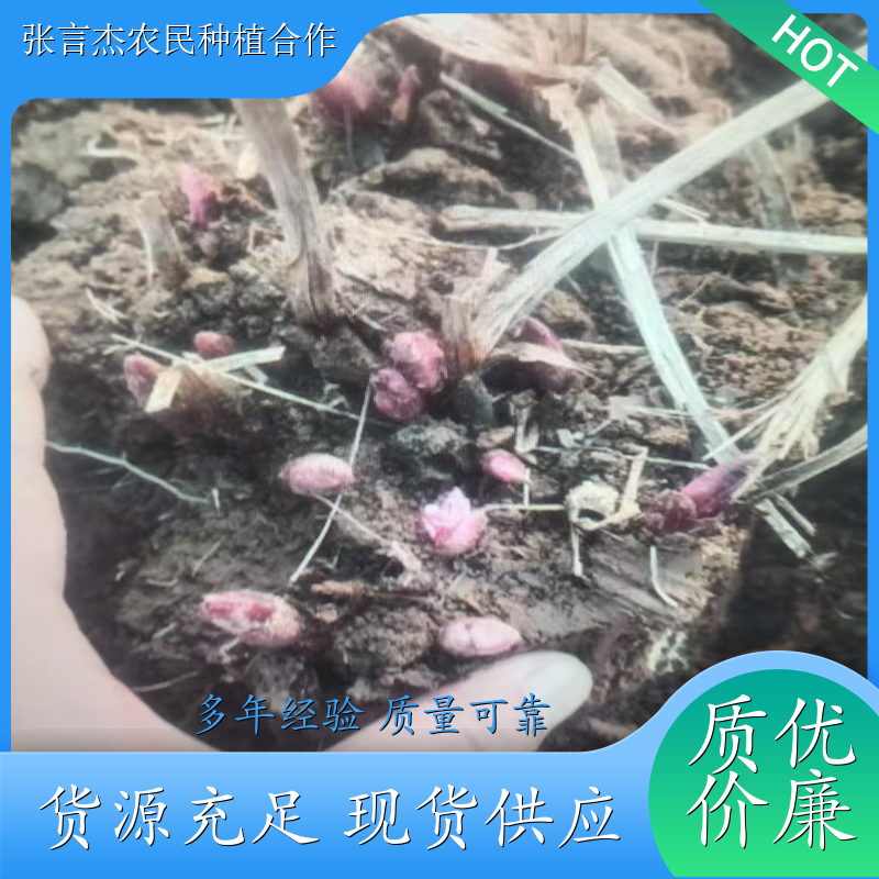 中药材白芍芽 白芍芽的栽培方法 白芍芽批发