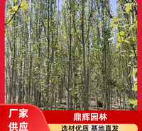 新疆杨 抗风新疆杨 北疆耐寒新疆杨 抗风固沙固土 