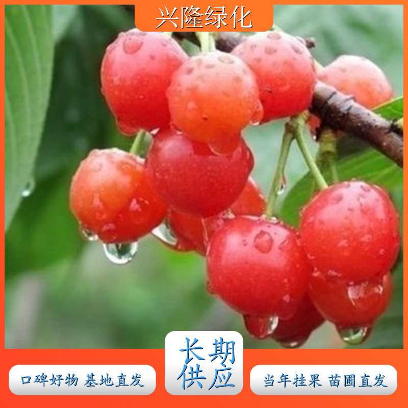 批发樱桃树苗 规格齐全 成活率高 一站式无忧采购 批发