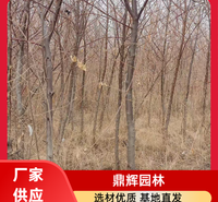 沙枣苗种植基地 抗旱沙枣苗 苗木根系发达 耐旱性能优越 