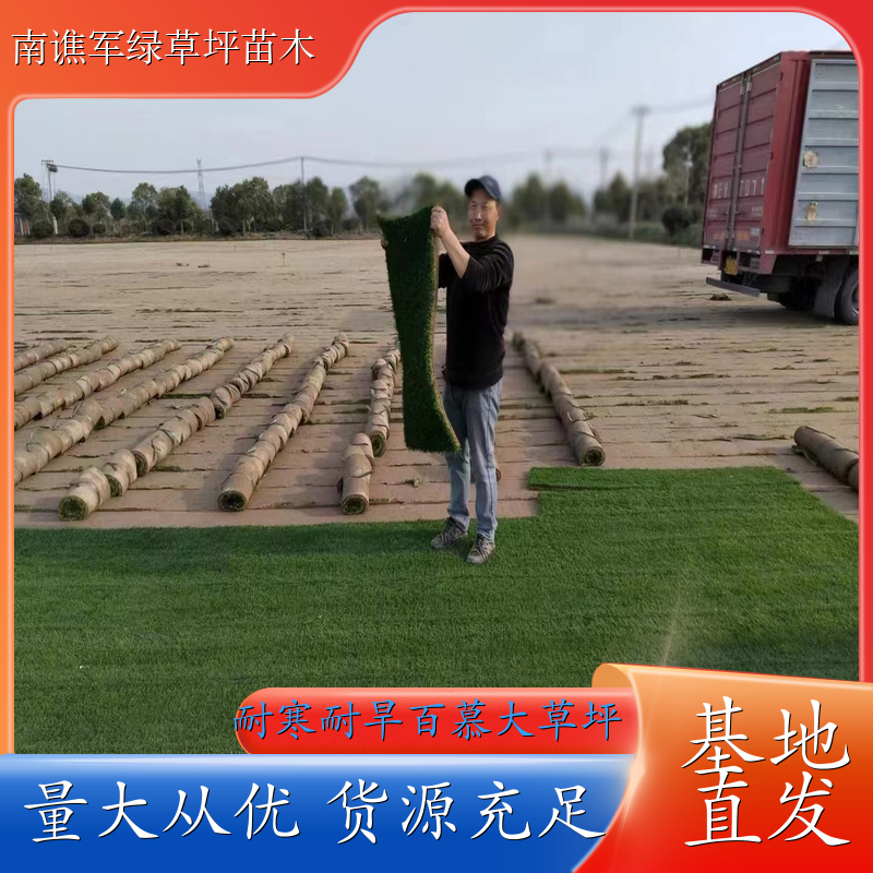 矮生百慕大草坪 校区绿化草坪 地被草 绿化养护工程 常年出售