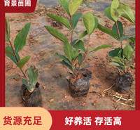龙船花别名卖子木 基地种植批发 绿化工程苗 生长健康 品种多样 