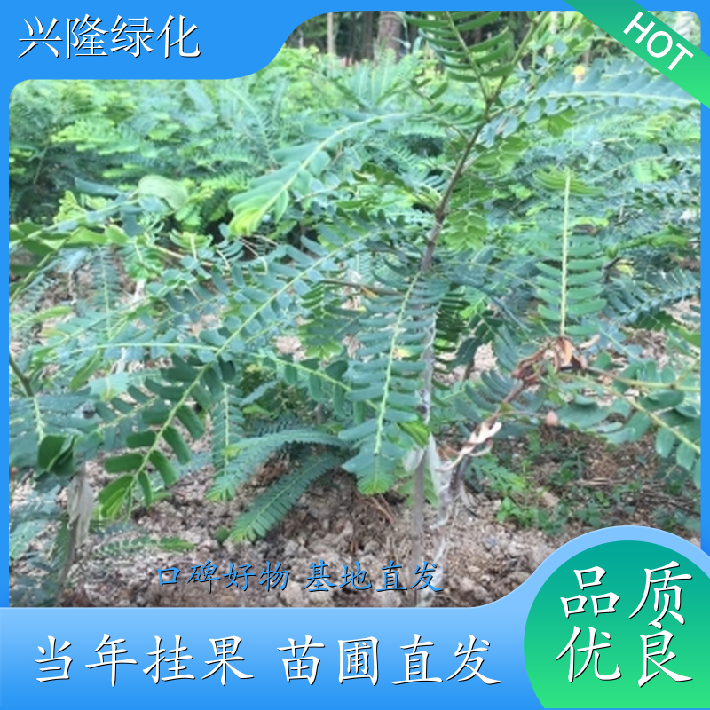 甜油甘苗移植苗 嫁接果树苗 基地品质 基地直发 定制