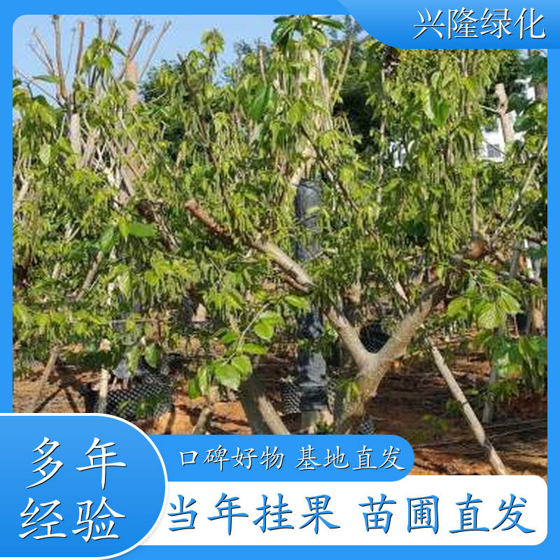 批发供应桑葚苗 地栽盆栽苗 产量高 品质好 抗逆性强 种植基地供应批发 规格多 批发