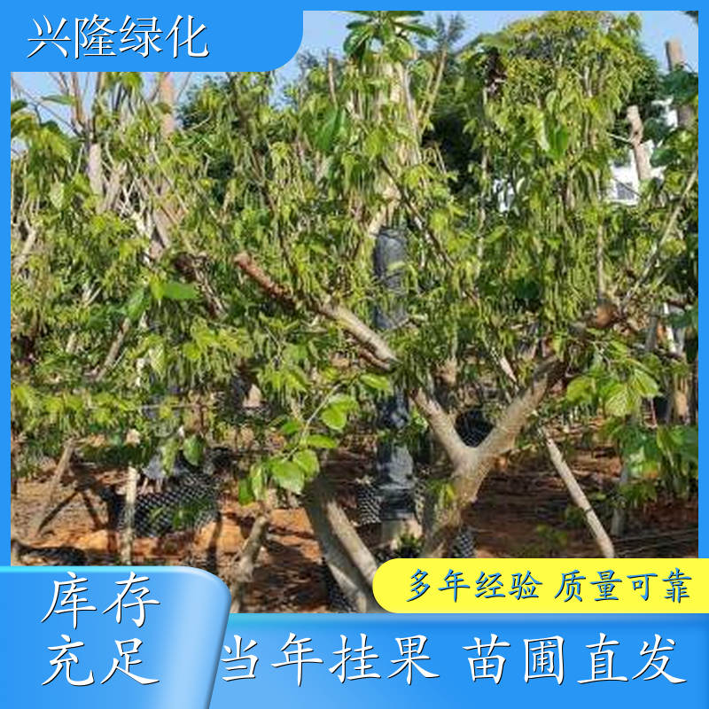 桑葚苗基地 地栽盆栽苗 品种丰富规格多样 种植基地供应批发 规格多 多少钱