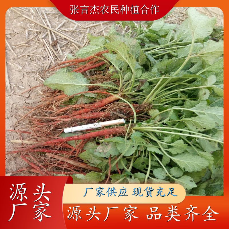 中药材丹参苗 丹参苗的栽培方法 优良品种 成活率高 丹参苗的种植技术
