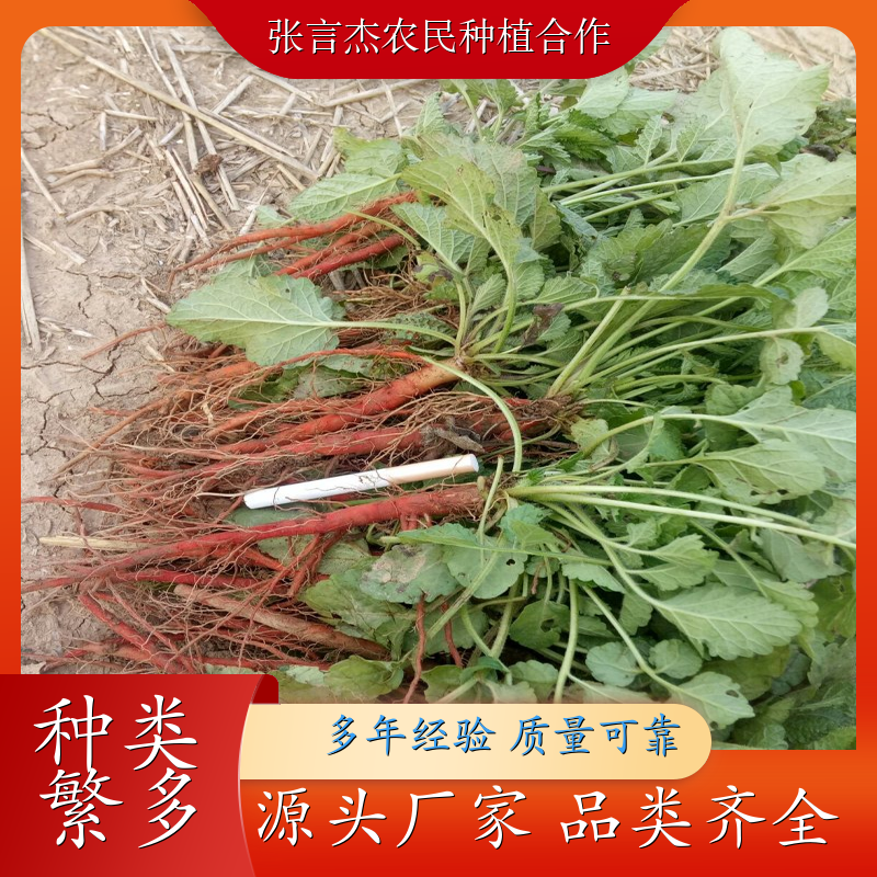 中药材丹参苗 丹参苗种植基地 栽培技术优良 丹参苗批发