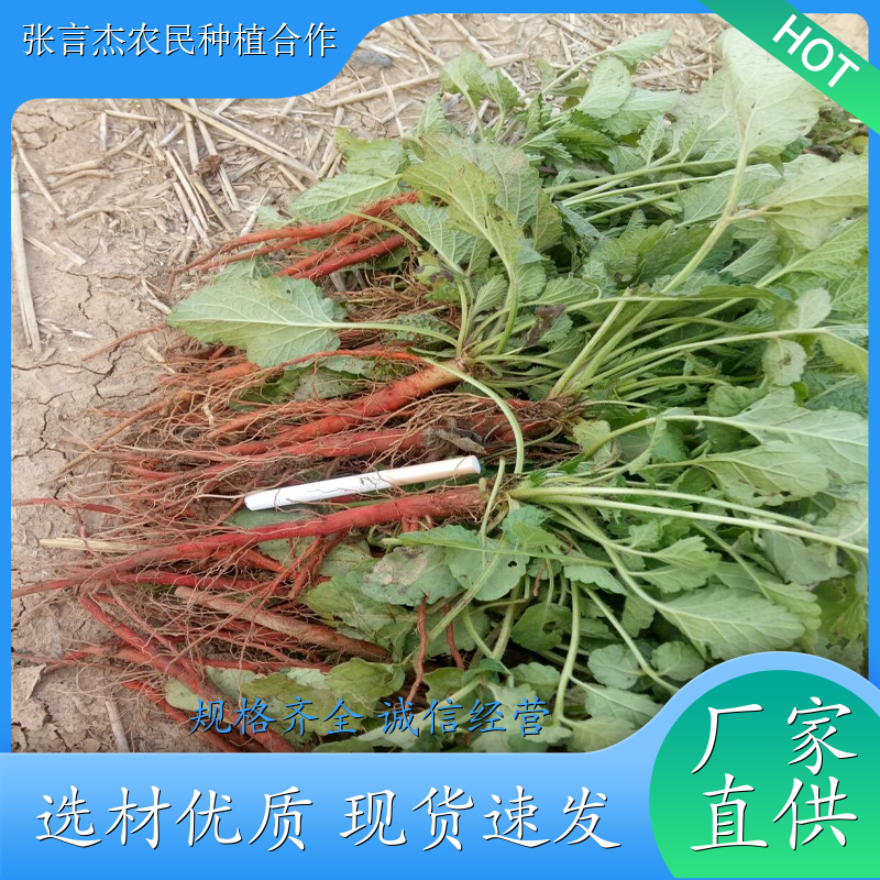 改良丹参苗 丹参苗的栽培方法 中药材种植源头产地 丹参苗批发