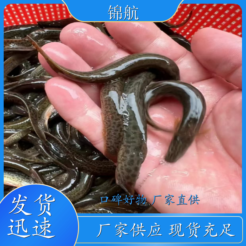 泥鳅养殖的基地 泥鳅养殖技术 泥鳅黄鳝苗 泥鳅苗出售