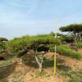 山东莱芜苗木种植 造型油松 造型黑松 高1.6-2.5米 景观松 基地直销