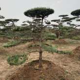 顺风苗木种植 造型油松 湿地种植 2-3.5米造型油松 种类规格齐全造型油松 移栽三年