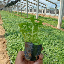 青州培育千屈菜基地 千屈菜批发价格 千屈菜供应