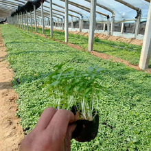 千屈菜营养杯苗 量大优惠 千屈菜直售
