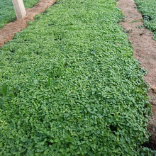 千屈菜营养杯苗 优价直供 千屈菜供应商