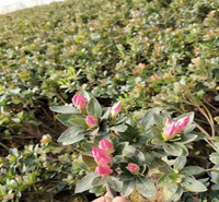 庭院美化用杜鹃花  石岩杜鹃种植基地  品种丰富 观赏性好