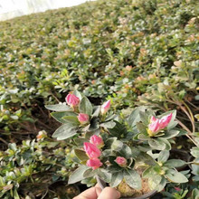 庭院美化用杜鹃花  石岩杜鹃种植基地  品种丰富 观赏性好