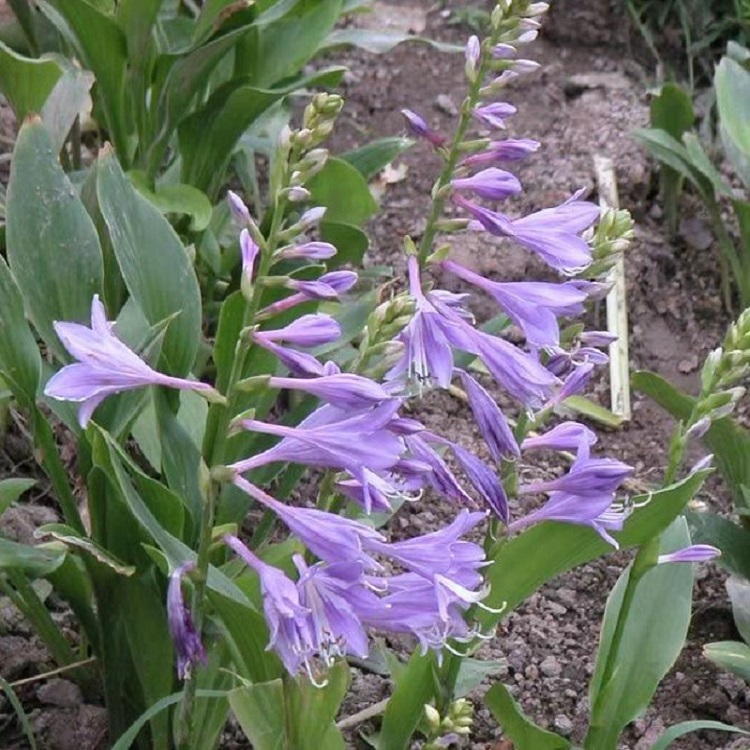 出售紫花玉簪  紫花玉簪价格  多用于湿地水岸绿化