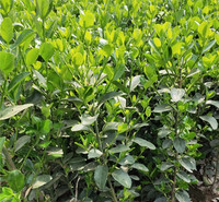 阳台用苗  冬青小苗易成活  青州黄杨种植基地