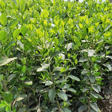 阳台用苗  冬青小苗易成活  青州黄杨种植基地