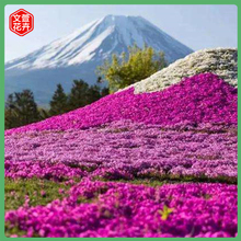 文萱花卉销售 丛生福禄考培育 青州芝樱花海工程用苗