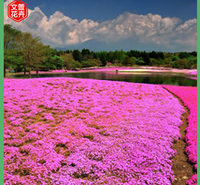 基地批发 芝樱培育 山东丛生福禄考种苗