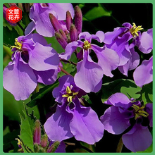 山东二月兰种植基地 开春好苗子宿根花卉二月兰 二月兰种植基地