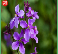 山东二月兰基地 出售二月兰种苗 二月兰基地