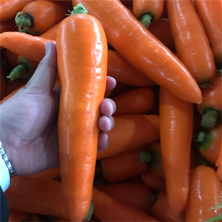 青州箱装胡萝卜加工 箱装胡萝卜大量发售