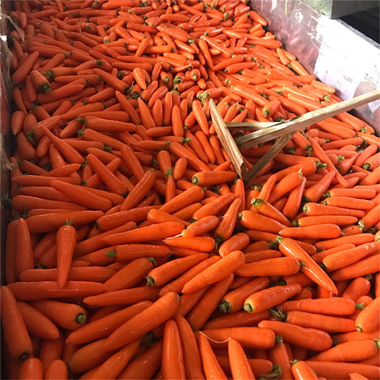 淄博水洗胡萝卜 常年出售 水洗胡萝卜供应
