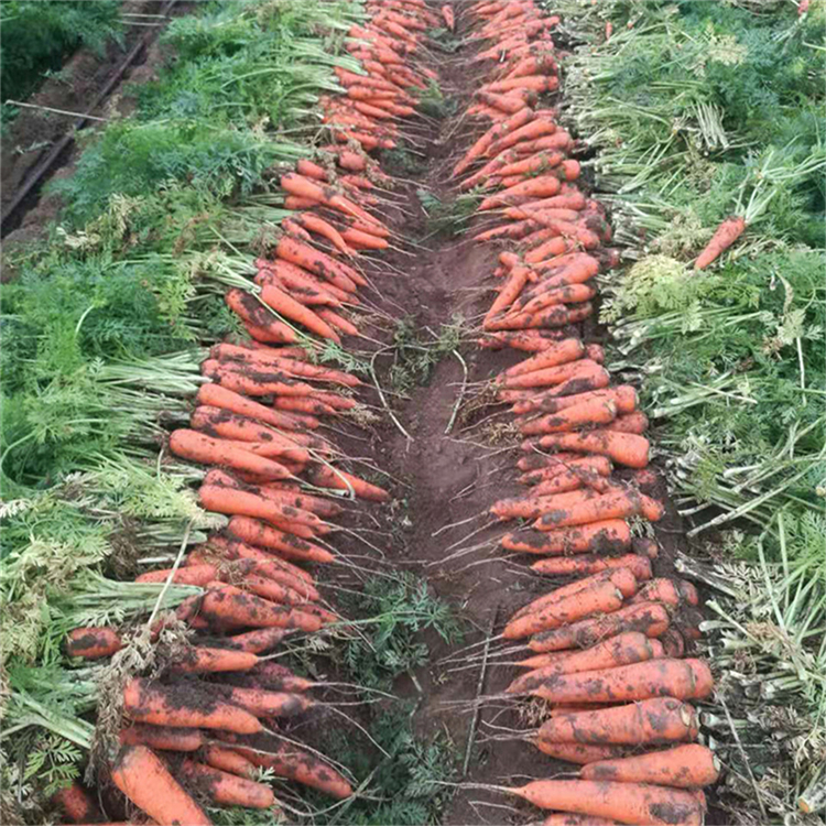 带土胡萝卜 带土胡萝卜种植基地 厂家直销带土胡萝卜