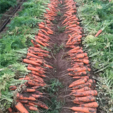 带土胡萝卜 带泥胡萝卜种植基地 潍坊带泥胡萝卜