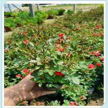 青州玫瑰花苗批发商 微型玫瑰批发基地 微型玫瑰供应
