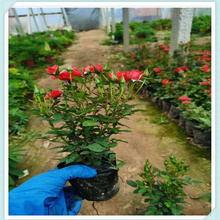 微型玫瑰小苗 微型玫瑰批发基地 森木花卉种植培育