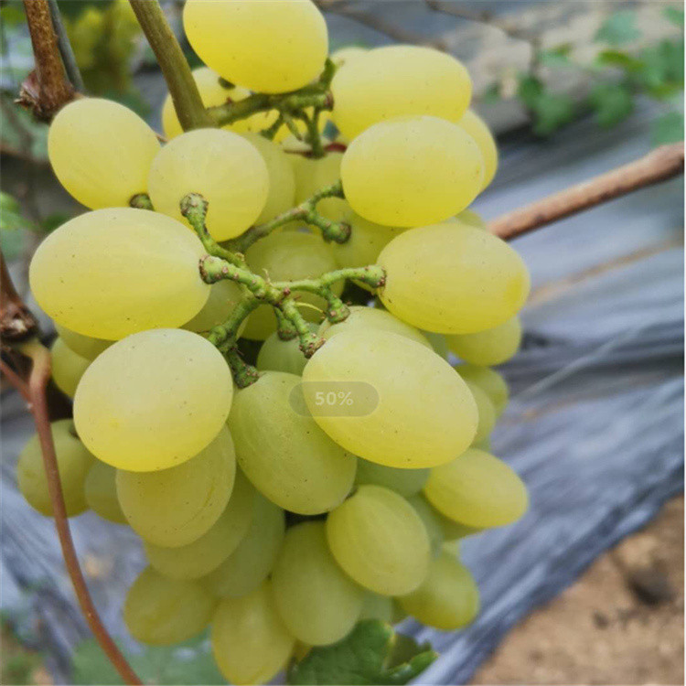 耐运输 即食鲜葡萄 葡萄品种 大量上市