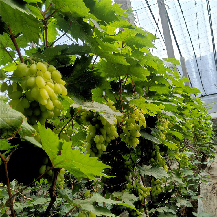 供应 即食鲜葡萄 温室种植葡萄 大量上市
