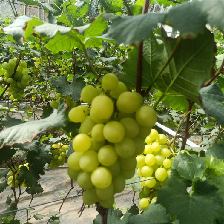 黄绿色葡萄苗 果粒着生紧密 可教技术葡萄苗 批发零售