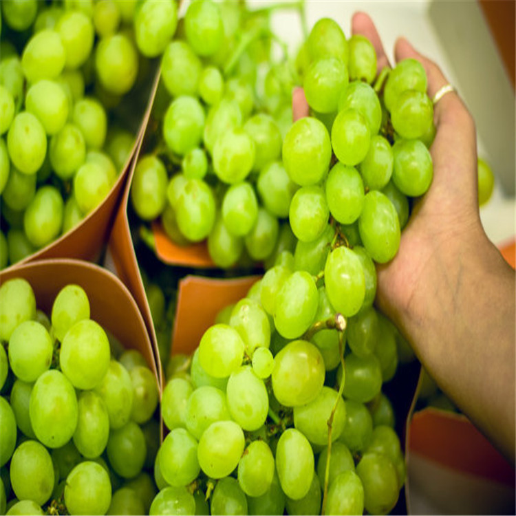 黄绿色葡萄苗 果粒着生紧密 可教技术葡萄苗 批发零售