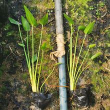 梭鱼草直销 批发基地 紫花梭鱼草 水生植物小苗