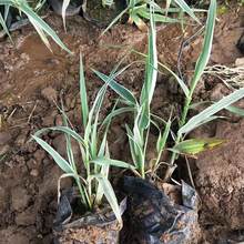 芦竹 批发基地 芦竹杯苗种植基地