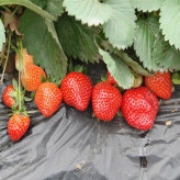 【天合】草莓膜供销 生产批发草莓专用膜 价格合理