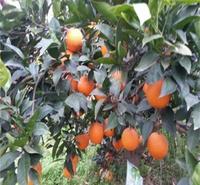云南种植营养土 云南苗木种植营养土销售   四川营养土批发