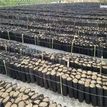 成都蓝莓种植腐殖土 成都蓝莓种植腐殖土批发 厂家直销欢迎致电