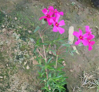 芝樱小苗 开花草花 好苗预定 芝樱供应商