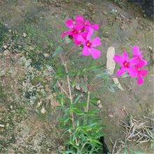 芝樱小苗 开花草花 好苗预定 芝樱供应商