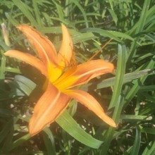 春彩生产 大花萱草小苗批发 大花萱草小苗价格