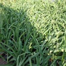 宿根大花萱草 大花萱草价格 河北大花萱草批发商