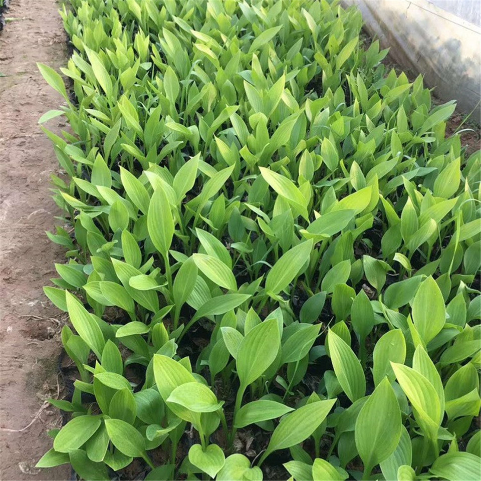 绿化用玉簪 玉簪种植基地 山东草花生产基地