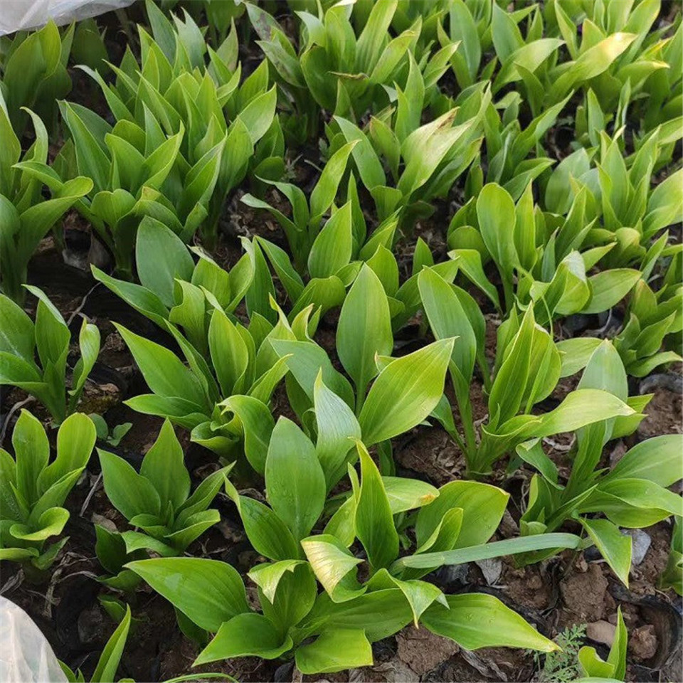 绿化用花叶玉簪  可点缀于花境中 钰艺基地批发