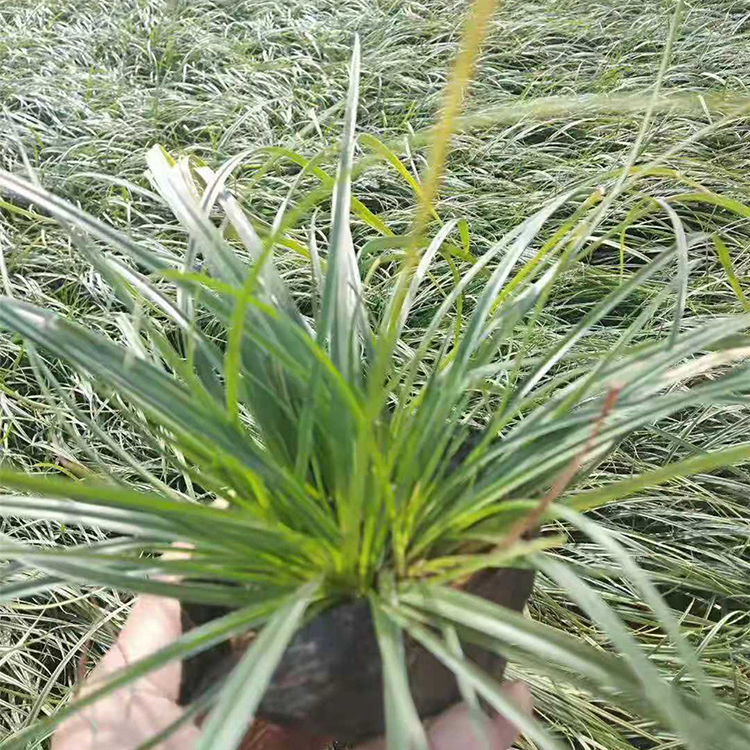 苗圃基地批发青绿苔草苗 青州青绿苔草批发 青绿苔草苗